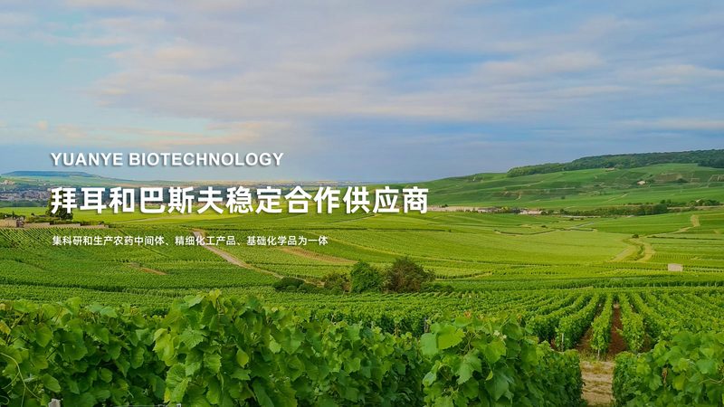 中国CDMO龙头企业：揭秘其核心竞争优势