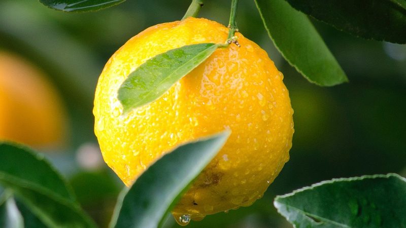 北京生物科技公司注册代办：流程解析与关键点